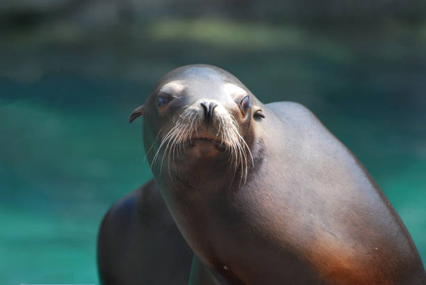istock Very Expressive Sea Lion 1137037606