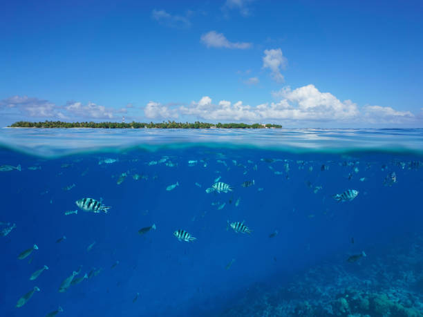 Over under sea surface island and tropical fishes Over and under sea surface, an island at the horizon with tropical fishes damselfish and unicornfish underwater, Tiputa pass, Rangiroa atoll, Tuamotus, French Polynesia, Pacific ocean unicorn fish stock pictures, royalty-free photos & images