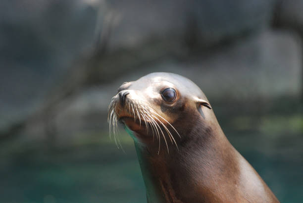istock Adorable and Expressive Sea Lion 1137037709