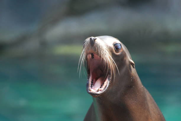 istock Talkative Sea Lion With his Mouth Open 1137038161