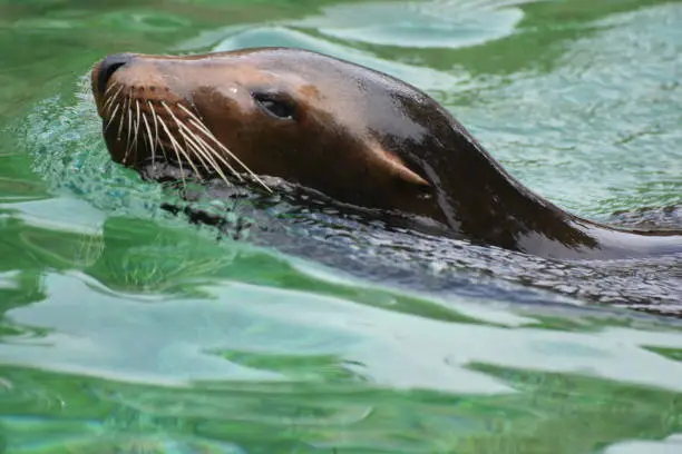 Beautiful Close Up of a Brown Sea Lion