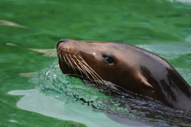 Amazing Sea Lion Up Close in the Water