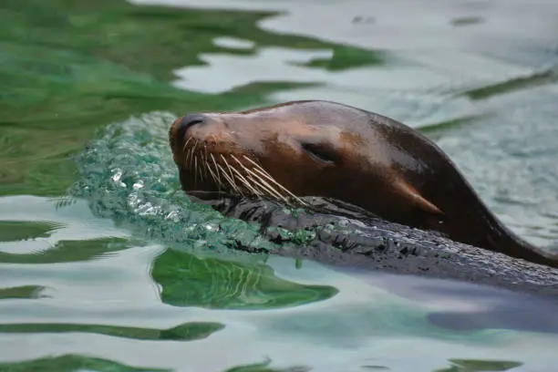 Cute Sea Lion Swimming in the Water