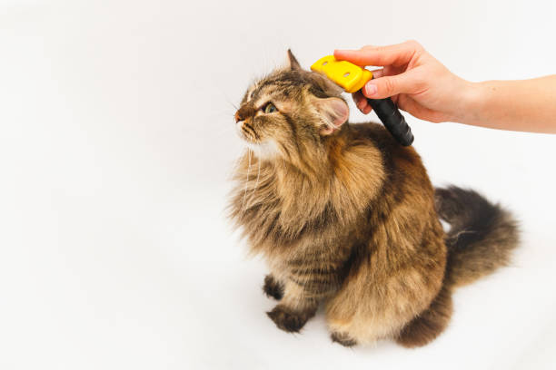 istock A girl is scratching a cat with a furminator. White bathroom as background 1137038245