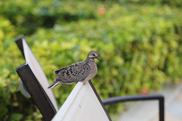 istock A bird sits on the back of a chair 1137038252