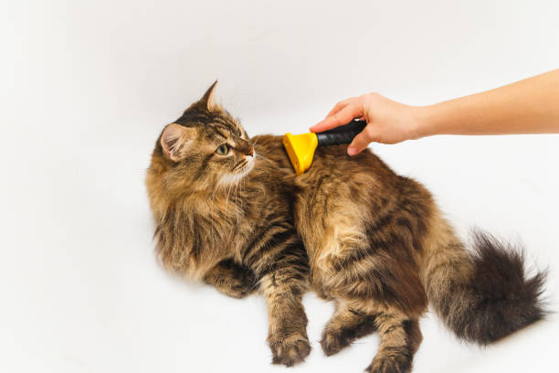 istock A girl is scratching a cat with a furminator. White bathroom as background 1137038265