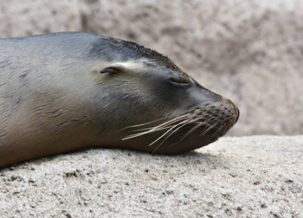 istock Cute Sea Lions Sunning on the Rocks 1137038274