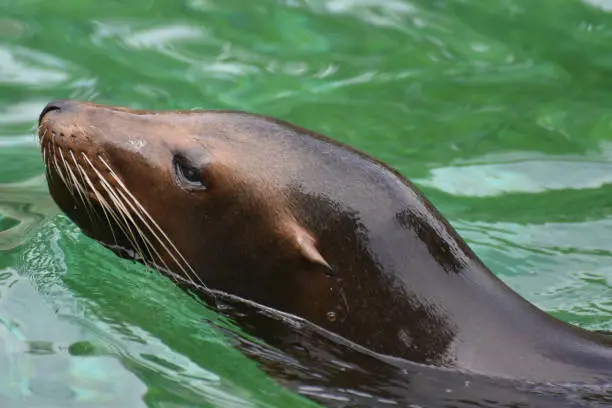 Adorable Close Up of a Sea Lion Head