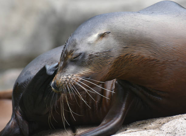 istock Cute Sea Lions Sunning on the Rocks 1137038398