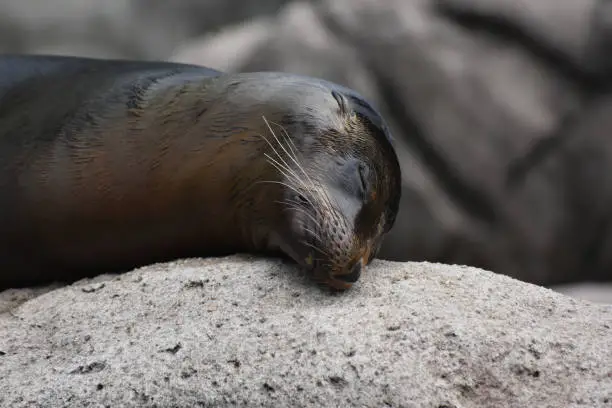 Cute Sea Lion Close Up on a Rock