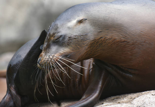 istock Cute Sea Lions Sunning on the Rocks 1137038404