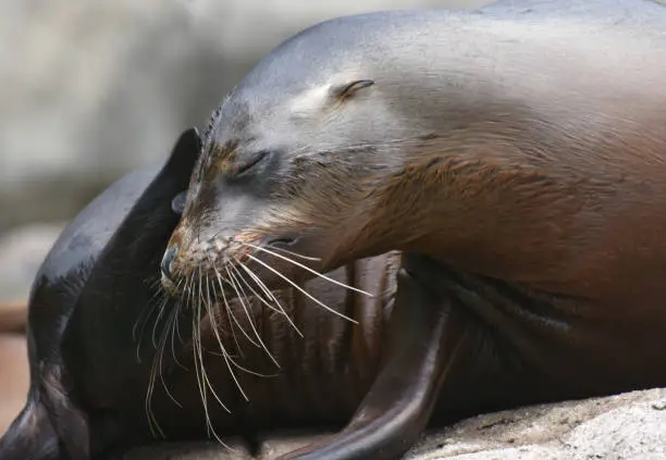 Cute Close Up of a Sea Lion with Tiny Ears