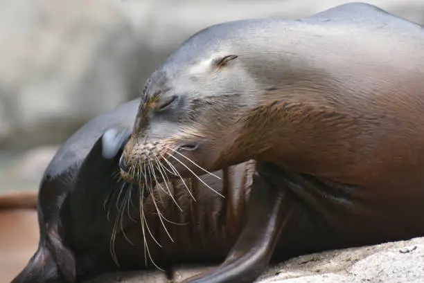 Adorable Shiny Sea Lion Relaxing on a Rock