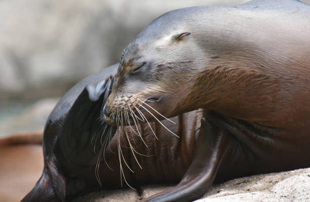 istock Cute Sea Lions Sunning on the Rocks 1137038461