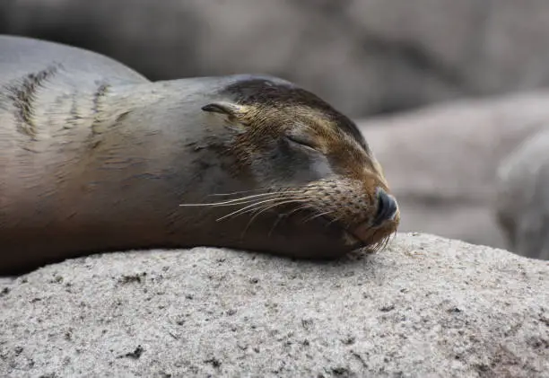 Great Shot of a Sea Lion Sleeping