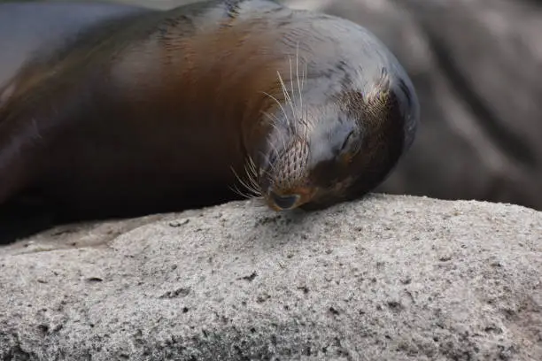 Adorable Sea Lion Rubbing its Head on a Rock