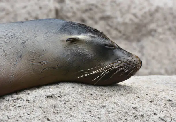 Cute Close Up of a Shiny Sea Lion Head