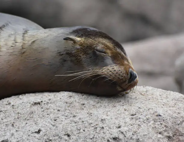 Adorable Sea Lion Relaxing on Top of a Rock