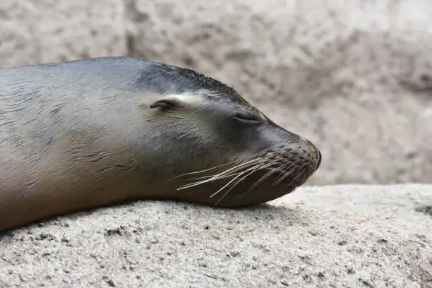 Adorable Sea Lion Head Sleeping on a Rock