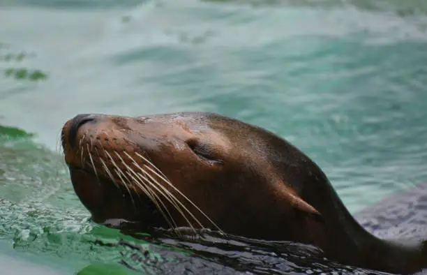 Adorable Brown Sea Lion Swimming in Water