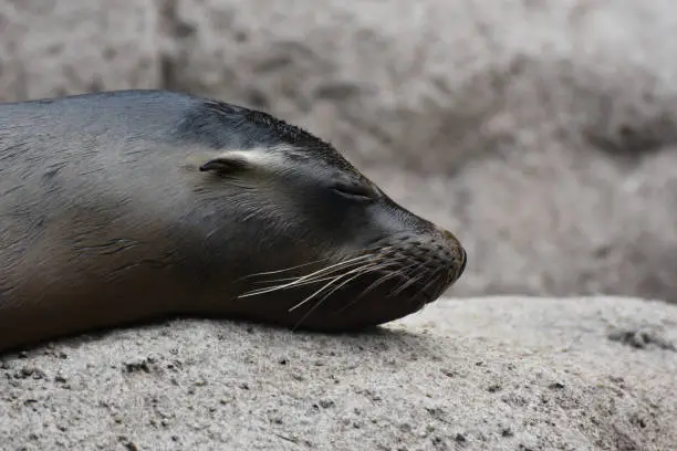 Lovable Sea Lion with Adorable Little Ears