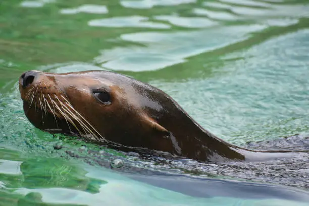 Gorgeous Close Up of a Sea Lion Head