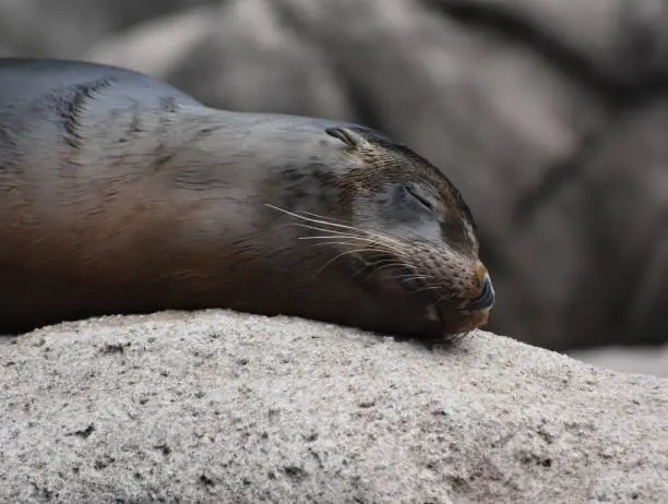 Precious Close Up of a Sea Lion Sleeping