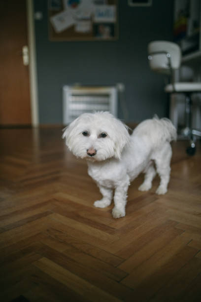 istock Maltese dog at home 1137039074