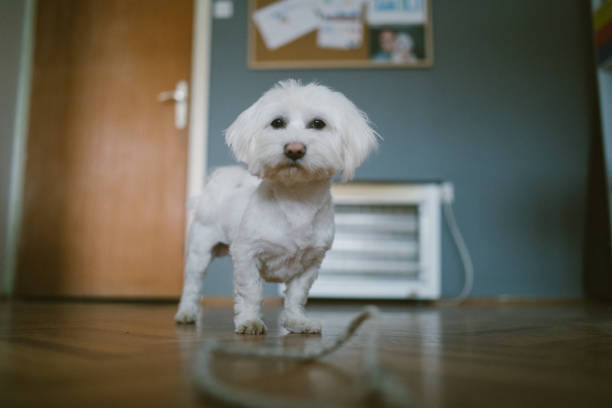 istock Waiting to play with owner 1137039130