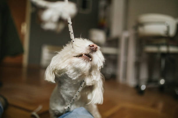 istock Dog playing tug of war with owner 1137039659