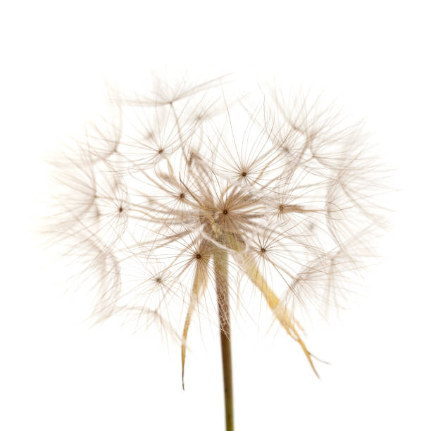 istock Flora of Gran Canaria -  Tragopogon, aka salsify 1137039663