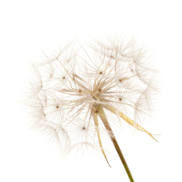 istock Flora of Gran Canaria -  Tragopogon, aka salsify 1137039665