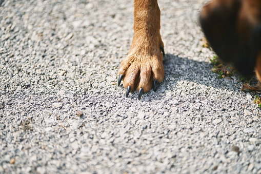 A close-up shot of a brown dog paw on the street.