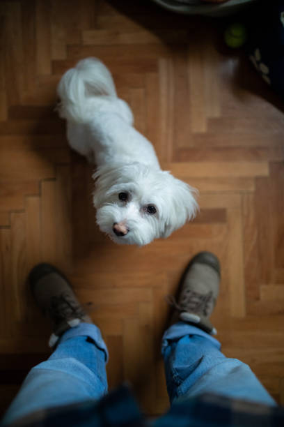 istock My cute Maltese dog looking at me 1137039679