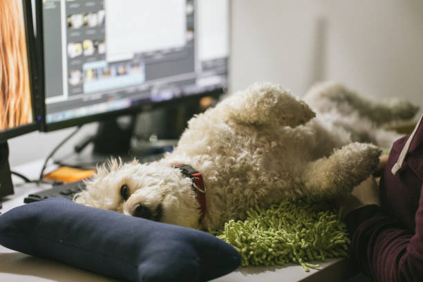 istock Cute dog lying on desk in the office 1137039707