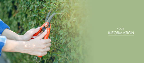 istock Woman gardener cutting bushes gardening pattern 1137039867
