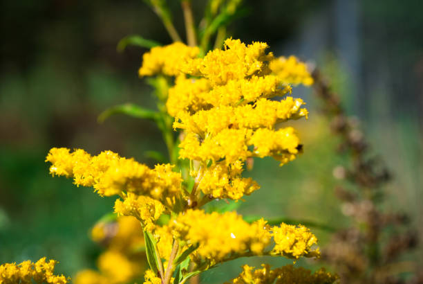 istock yellow flowers blossom 1137040551