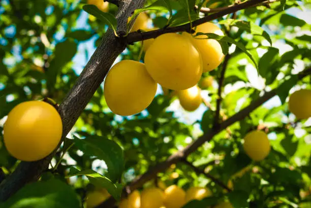 Fruits of cherry-plum on tree. Ripe gifts of nature. Fruits of yellow plum on tree branch in summer garden close-up. Ripe yellow berries  on branch with green leaves