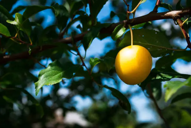 Fruits of cherry-plum on tree. Ripe gifts of nature. Fruits of yellow plum on tree branch in summer garden close-up. Ripe yellow berries  on branch with green leaves