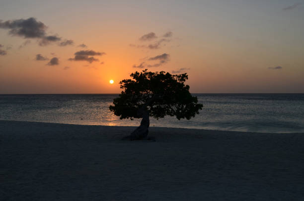 istock Sunset Silhouetting the Divi Tree on Eagle Beach in Aruba 1137040665