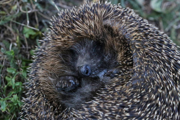 istock The hedgehog curled into a ball 1137040711