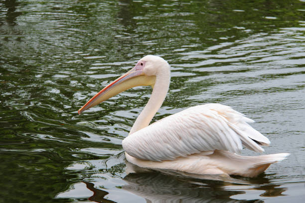 istock swimming pelican with water reflection 1137040780