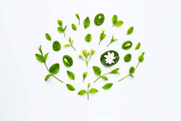 istock Jasmine flower and leaves on white. 1137043923