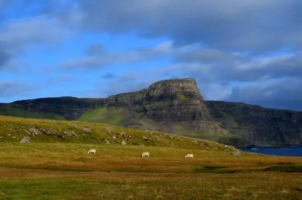 Trio of sheep grazing on grass at Neist Point in Scotland.