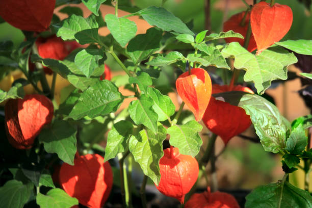 istock Chinese lantern Physalis alkenkegi 1137043999