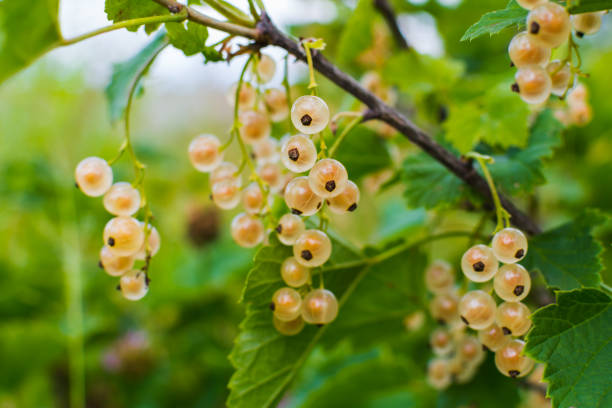 istock white currant on a Bush in a natural background 1137044008
