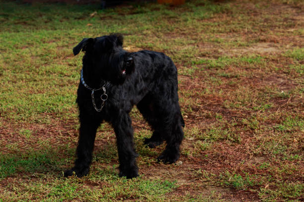 istock The dog breed Giant Schnauzer stands 1137044015