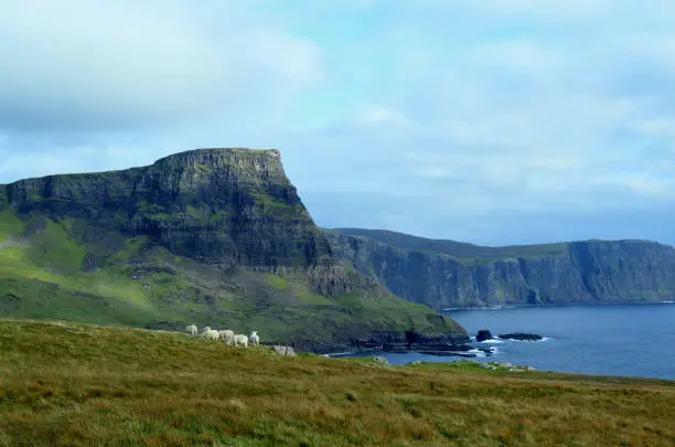 Group of grazing sheep in the Scottish Highlands at Neist Point.