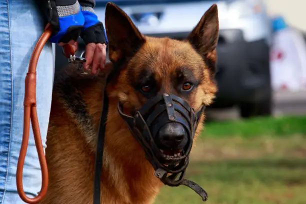 The dog German Shepherd close-up in muzzle
