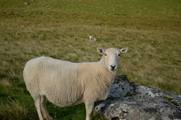 Wooly sheep standing in a field at Neist Point on the Isle of Skye.